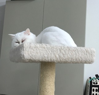 FullSizeRender.jpg