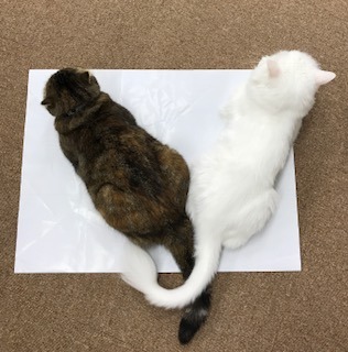 FullSizeRender.jpg
