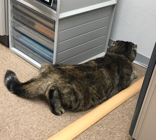 FullSizeRender.jpg