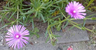 DSC_0373~3.JPG