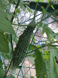 DSC_2378.JPG